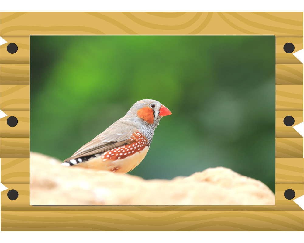 キンカチョウの画像