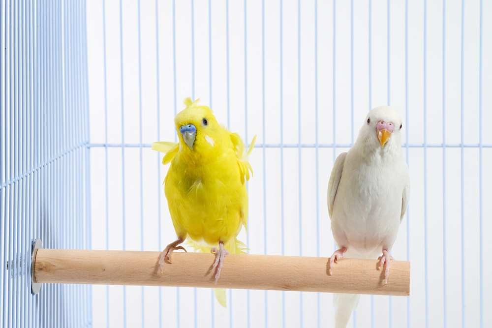 セキセイインコの種類、性格、飼い方を見る | テラスペット