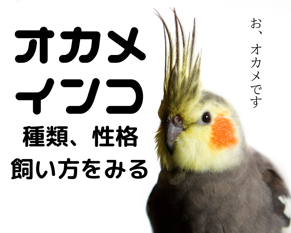 オカメインコの種類、性格、飼い方を見る | テラスペット