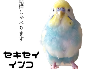 セキセイインコの画像