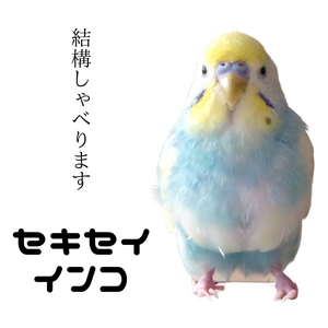 セキセイインコの種類、性格、飼い方を見る | テラスペット