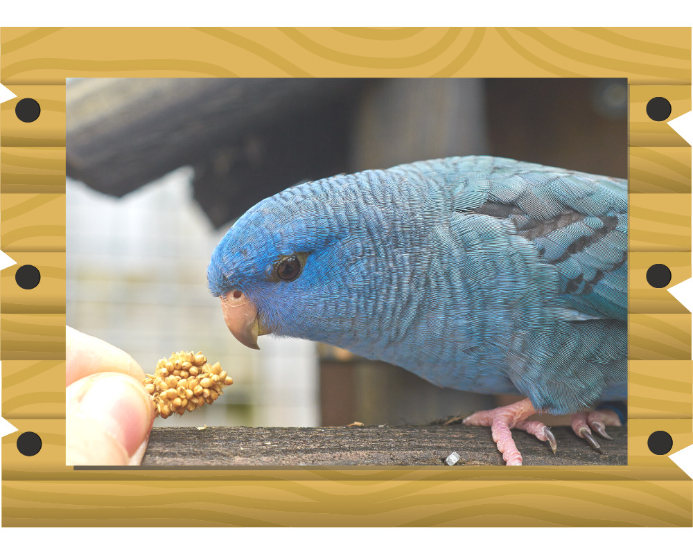 サザナミインコの画像