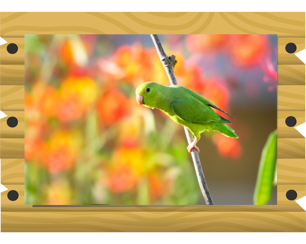 マメルリハの画像