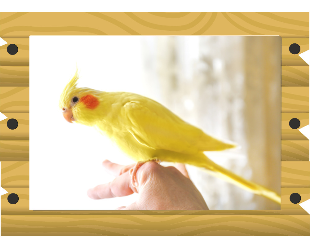 オカメインコの画像