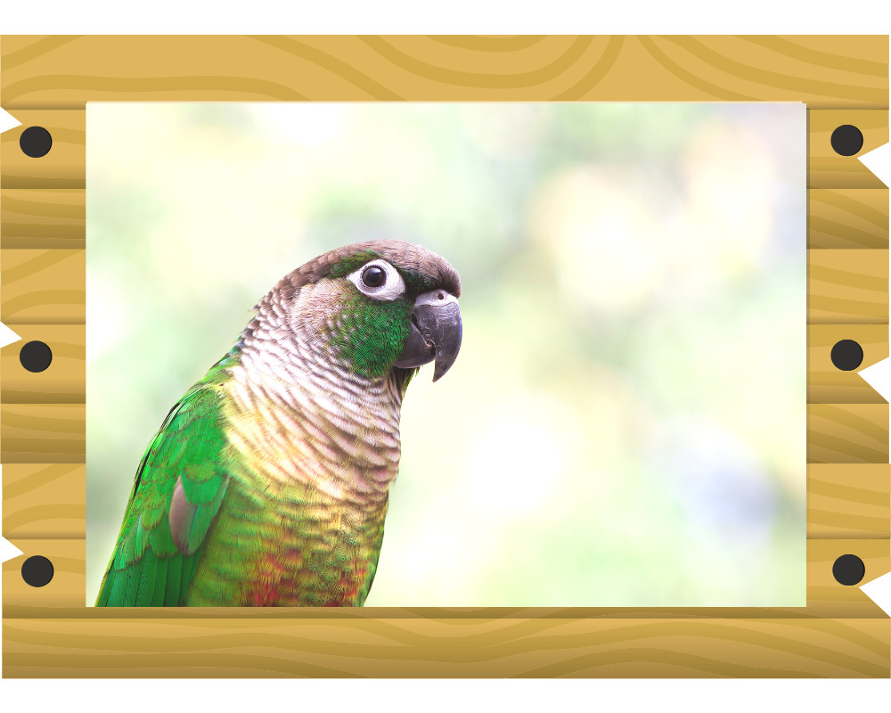 ウロコインコの画像