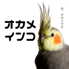 オカメインコの種類、性格、飼い方を見る