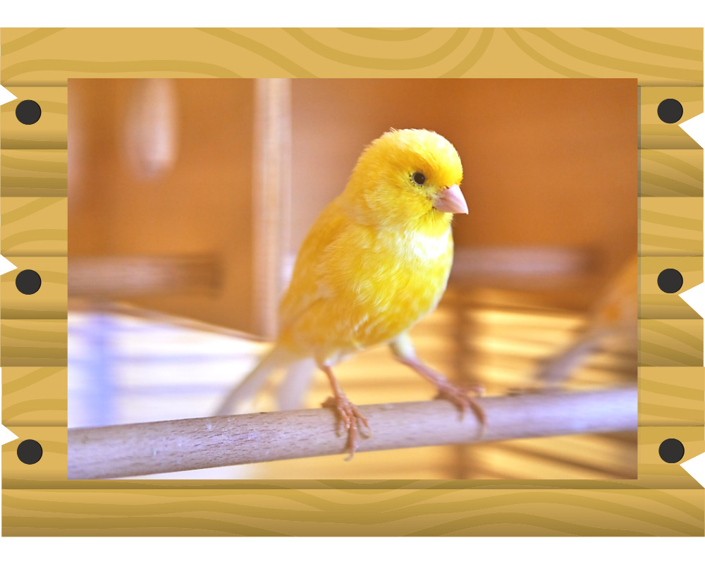 カナリアの画像