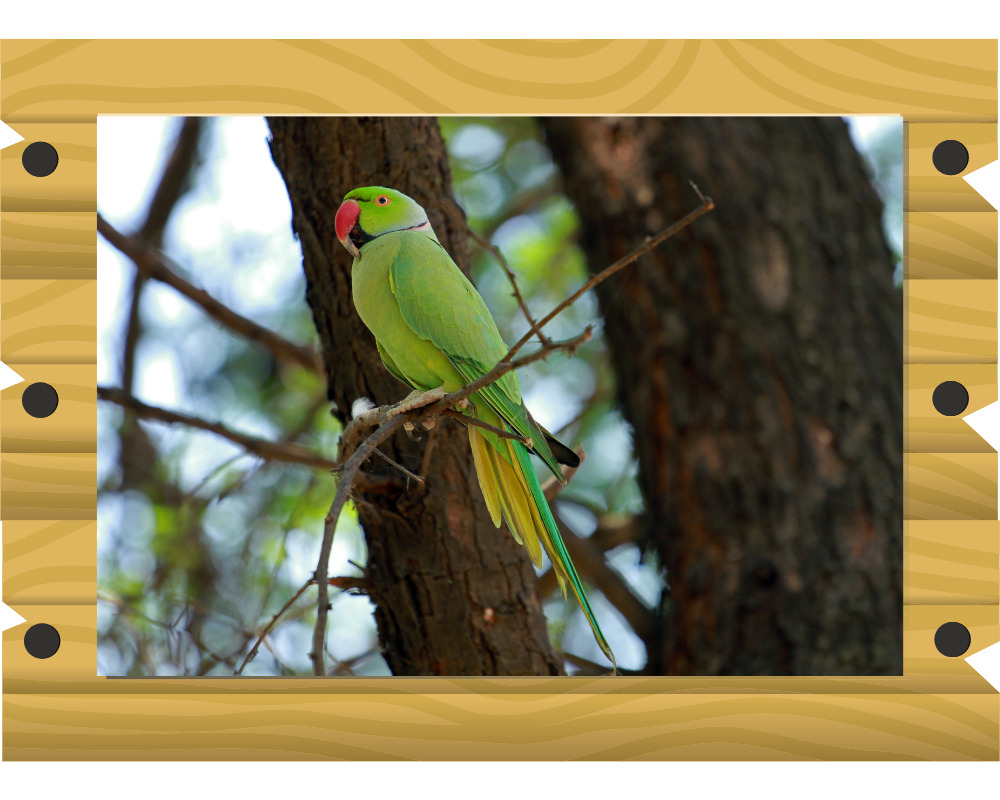 ワカケホンセイインコの画像