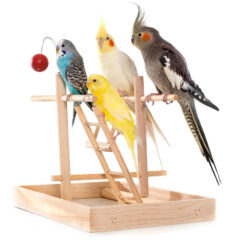 鳥さんの人気のランキング