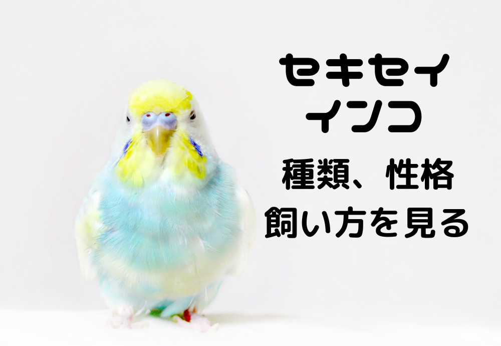 セキセイインコの種類、性格、飼い方を見る | テラスペット