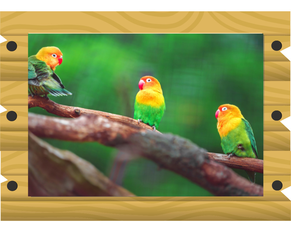 ボタンインコの画像