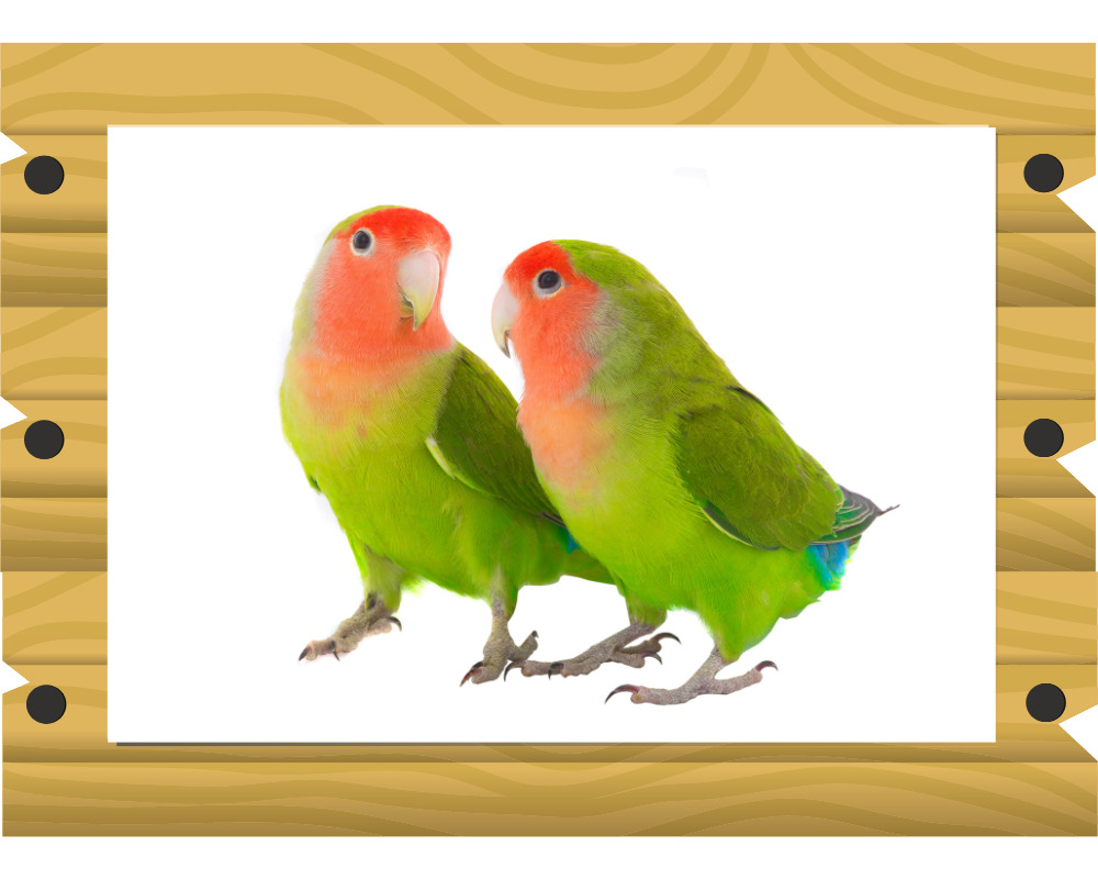 コザクラインコの画像