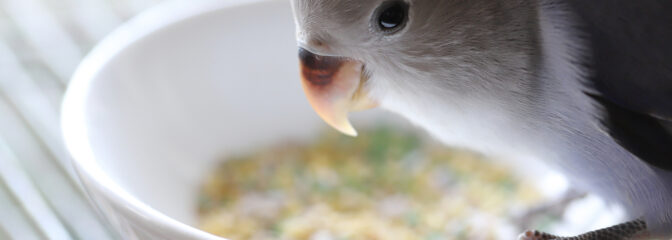 鳥生活を豊かに！サプリメント特集