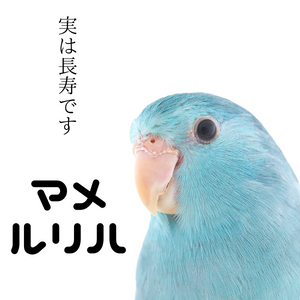 非公開: マメルリハの種類、性格、飼い方を見る