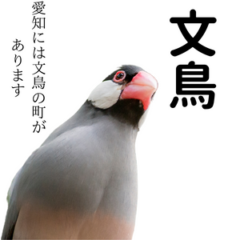 文鳥の種類、性格、飼い方を見る