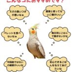 鳥さんのごはんのバナーこんなこにおすすめです