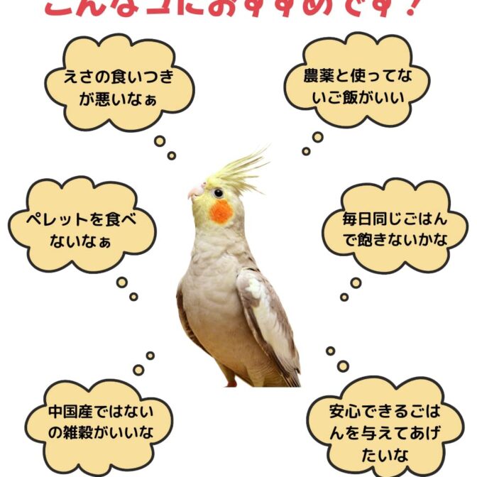 鳥さんのごはんのバナーこんなこにおすすめです