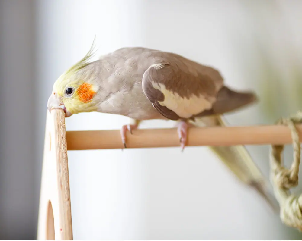 オカメインコシナモンの画像