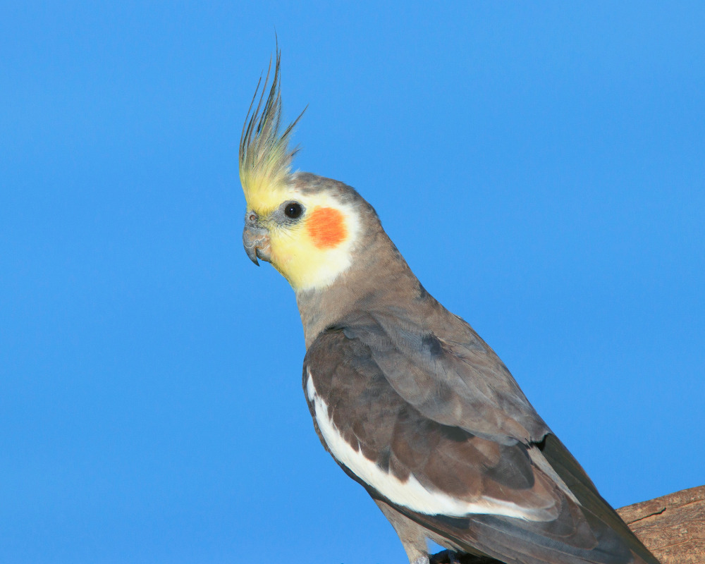 オカメインコの種類、性格、飼い方を見る | テラスペット