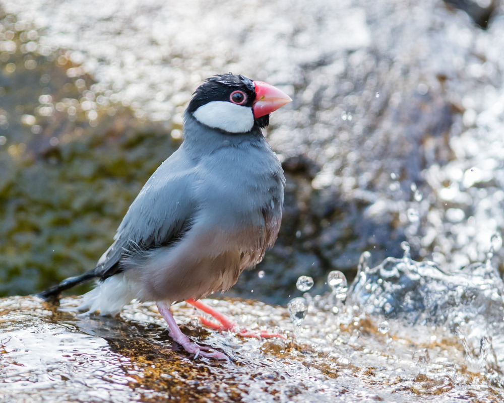 文鳥の水浴びの画像