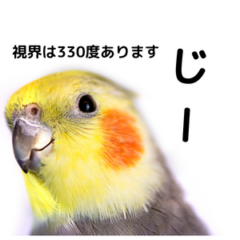 インコの視力は人間の８倍