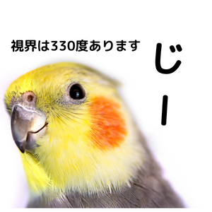 インコの視力は人間の８倍