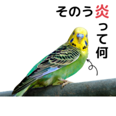 そのう炎 インコにパンを与えてはいけない理由