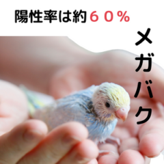 インコのメガバクテリア陽性率は約60%