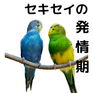 セキセイインコの発情、行動、抑制、管理と対策 | テラスペット