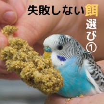 おすすめ!失敗しない鳥さんの餌選び~栄養の話~