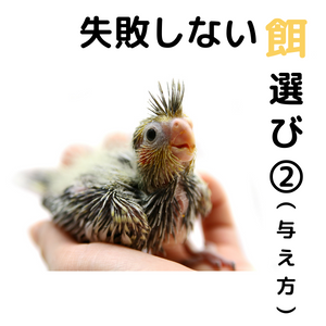 おすすめ！失敗しない鳥さんの餌選び②～与え方～