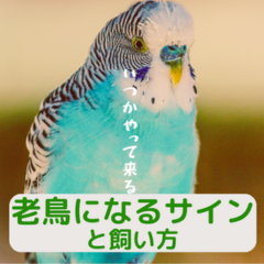 インコが老鳥（老化）になるサインと飼い方