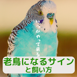 小鳥 小動物等 保温箱 セキセイインコ オカメインコなど ぬるく