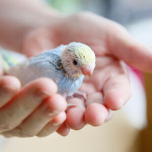 セキセイインコ 病院