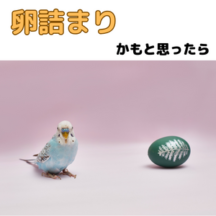 鳥さんが卵詰まりかもと思ったら(見分け方と対処法)