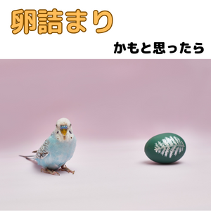 鳥さんが卵詰まりかもと思ったら(見分け方と対処法)