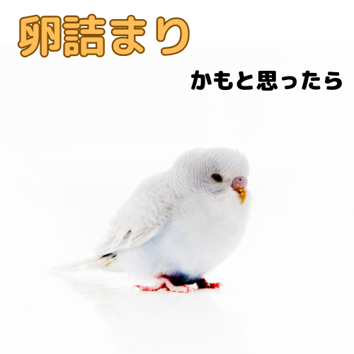 卵詰まりかもと思ったら