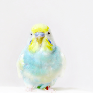 セキセイインコ 病院