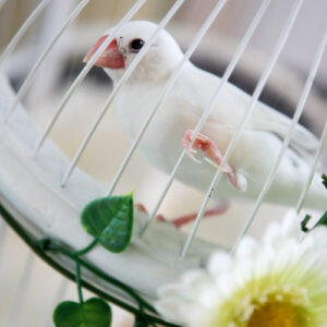 インコ　鳥かご