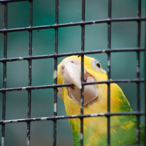 鳥が金属をなめる