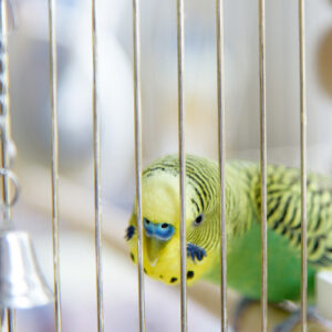 インコ　鳥かご