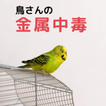 【鳥の金属中毒】知らない間に鳥さんが口にしない為に