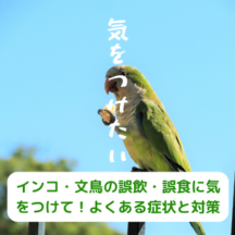 インコ・文鳥の誤飲・誤食に気をつけて!よくある症状と対策
