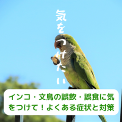 インコ・文鳥の誤飲・誤食に気をつけて！よくある症状と対策