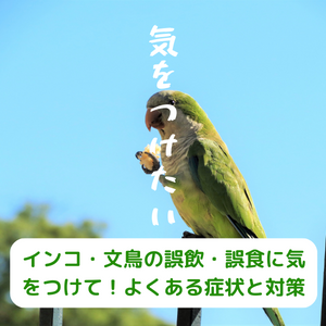 文鳥 お香の灰誤飲