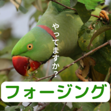 フォージングで鳥ライフをゆたかにしよう!