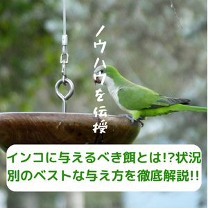 非公開: インコに与えるべき餌とは!?状況別のベストな与え方を徹底解説!!
