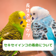 セキセイインコの寿命について
