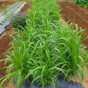 2か月程経ったヒエの苗