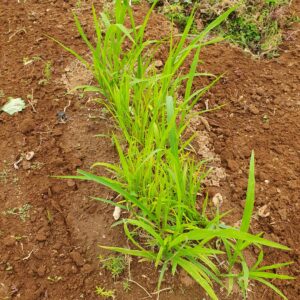 芽が出たヒエの画像